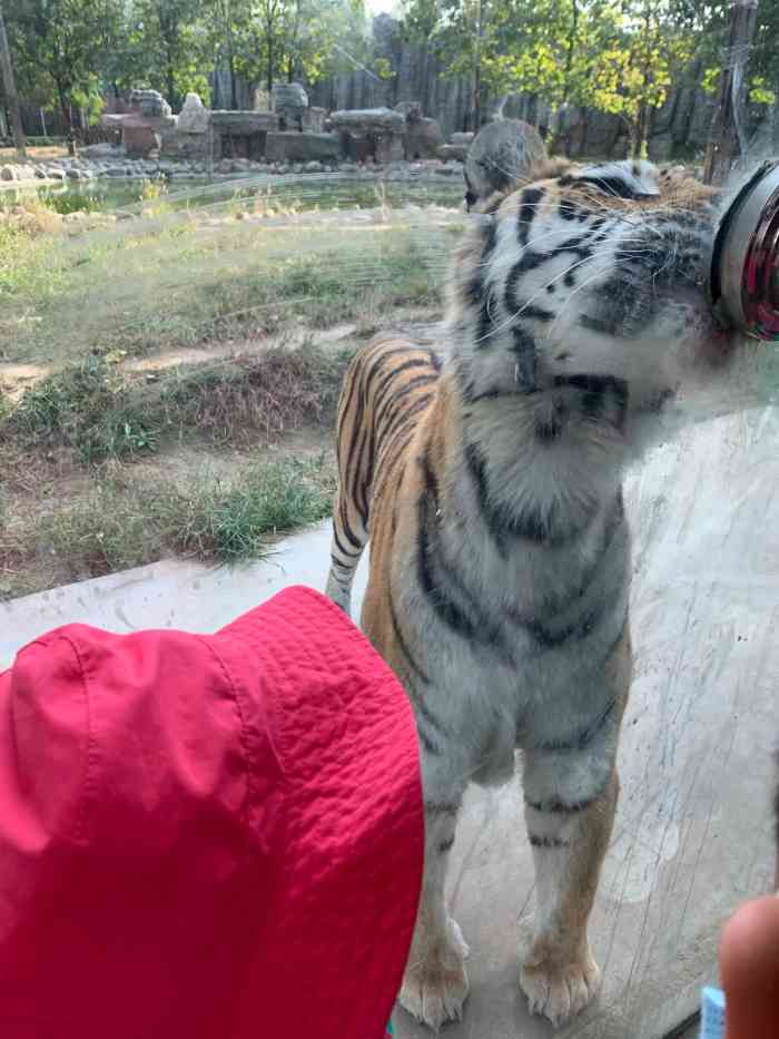 爱保野生动物世界-"动物园里的动物很是呆萌,特别表扬老虎区和.