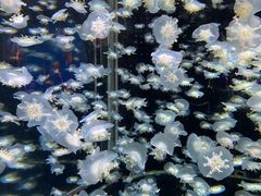 -太平洋海底世界