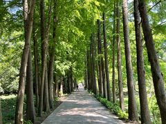 -上海滨江森林公园