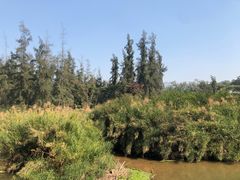 -南宁良凤江国家森林公园