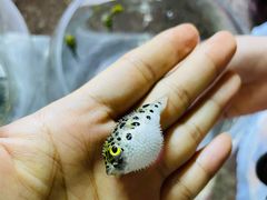-双季花艺园艺市场(浦东店)