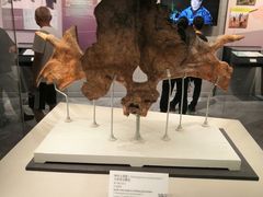 -北京周口店北京人遗址博物馆