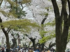 -井之头恩赐公园