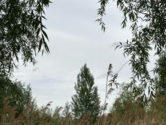 -呼兰河口湿地公园