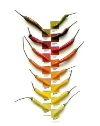 -SEBASTIAN塞巴斯汀