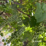 终于吃到了清淡的一餐～经济营养又划算