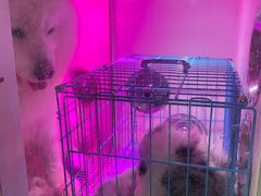 -爱牧宠物医院·猫专科·骨科·内窥镜(甪直店)