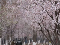 -桃花堤公园
