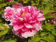 -洛阳市隋唐城遗址植物园