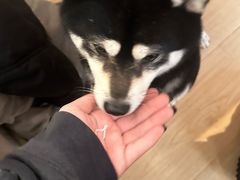 -柴の食堂·日式家庭料理·熊之肆(大学路店)