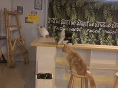 -平行世界·猫咖(首经贸店)
