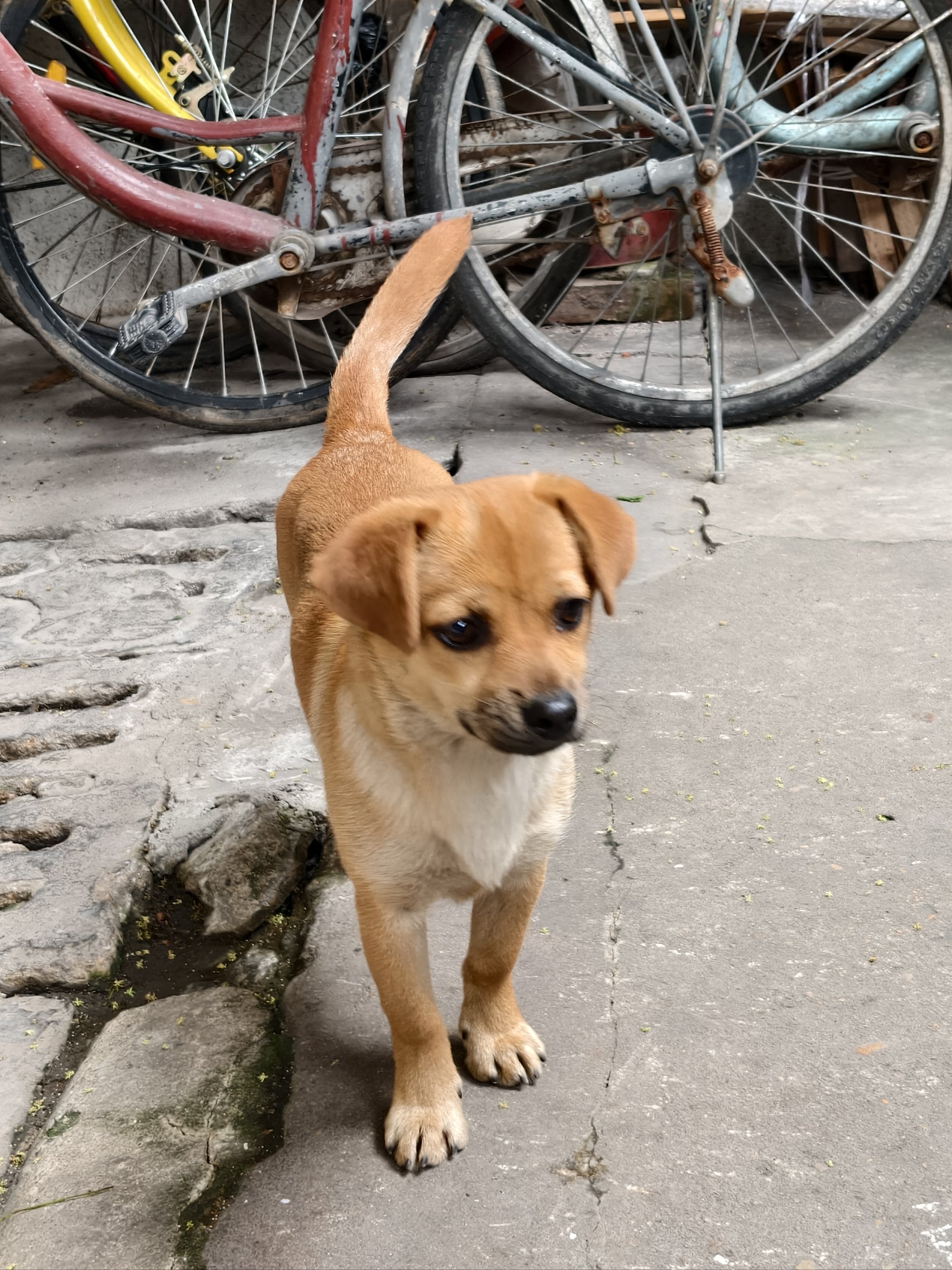 本地狗图片大全图片