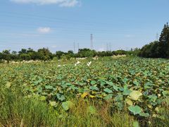 -上海长兴岛郊野公园