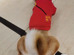 -逗柴咖啡屋·狗咖猫咖宠物桌游