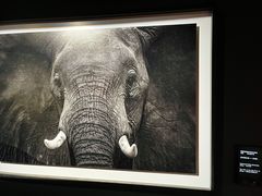 -罗红摄影艺术馆