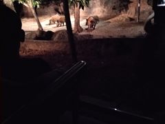 -清迈夜间动物园