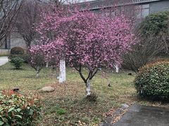 -句容茅山景区
