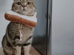 -创凡宠物医院·骨专科  猫科中心(西乡分院)