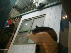 -猫咪博物馆(顶澳仔猫街店)