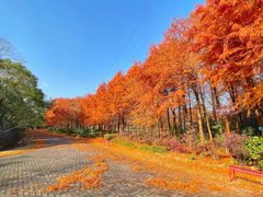 -上海海湾国家森林公园