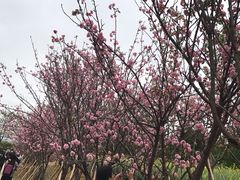 -天适樱花悠乐园