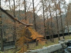 -白水寺森林公园