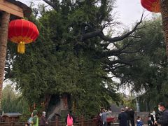 -大槐树寻根祭祖园