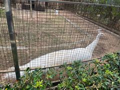 -深圳野生动物园