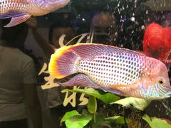 -龟与熊猫宠物公园(南坪店)