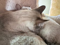 -藏猫猫咖啡主题馆(中央大道店)