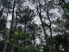 -铁山坪森林公园