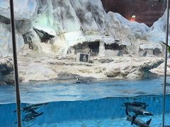 -帝企鹅自助餐厅•儿童岛•真企鹅(长隆企鹅酒店)