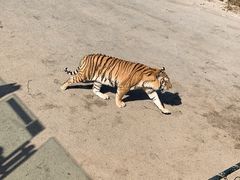 -大连森林动物园