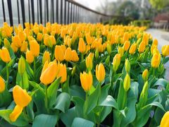 -新湖明珠城