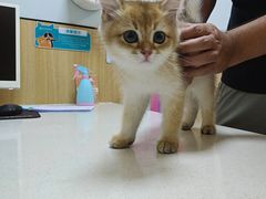 -瑞派长江宠物医院·猫科·外科·24小时夜护(谊城公寓分院)
