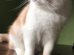 包房-猫猫幼稚园·撸猫·桌游·电玩