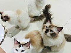-怪兽屋·羊驼·猫咖·狗咖(俊华广场店)
