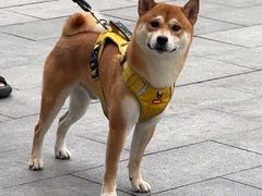 -瑞派·关忠动物医院·猫专科·犬专科(三环新城店)