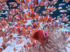 -海合安成都极地海洋公园