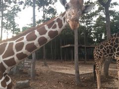 -清迈夜间动物园