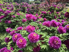 -洛阳市隋唐城遗址植物园