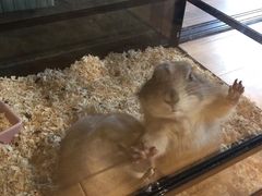 -藦茜花园宠物主题亲子互动体验馆(国顺东路店)