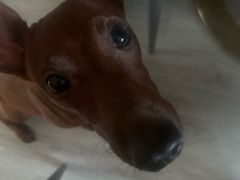 -海汕记·潮汕鲜牛肉火锅·自助