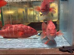 -阿伟海鲜楼·福建菜(延寿店)
