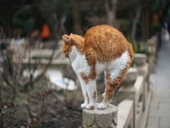-龙华寺