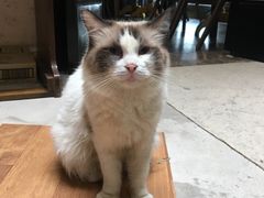 -猫色咖啡·猫咖