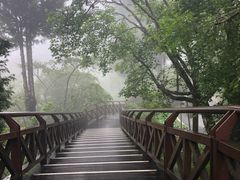 -阿里山神木遗迹