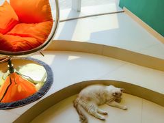 -飞行喵MR PILOT|猫舍·猫咖(静安大融城店)
