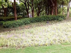 景点-北外滩滨江绿地