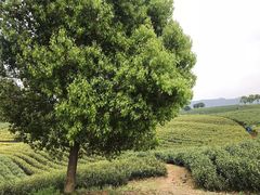 -帐篷客·溪龙茶谷度假酒店